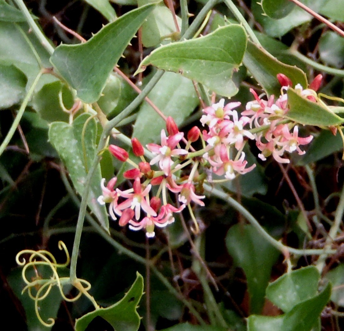 Smilax aspera